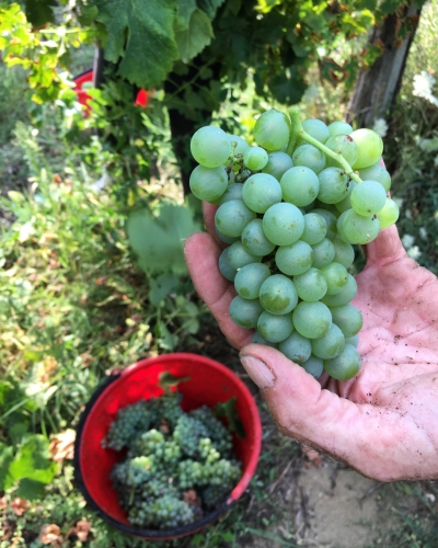 Vendemmia 2018